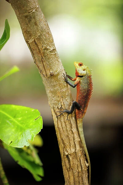 A colourful Oriental Garden Lizard on a tropical island in the North Ari Atoll, the Maldives