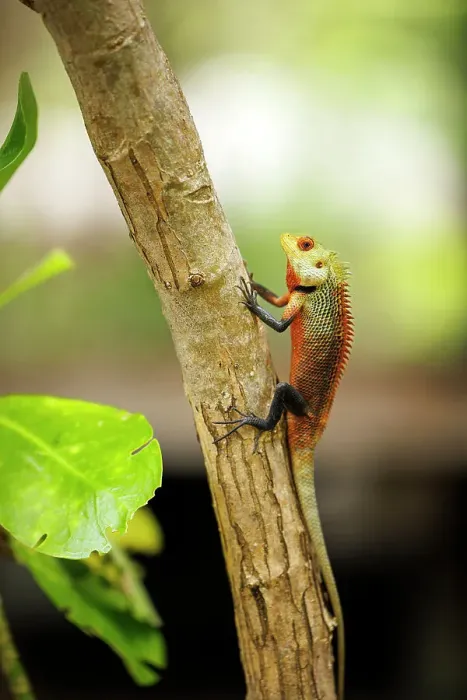 Framed Print : A colourful Oriental Garden Lizard on a tropical island in the North Ari Atoll, the Maldives Framed Print : A colourful Oriental Garden Lizard on a tropical island in the North Ari Atoll, the Maldives