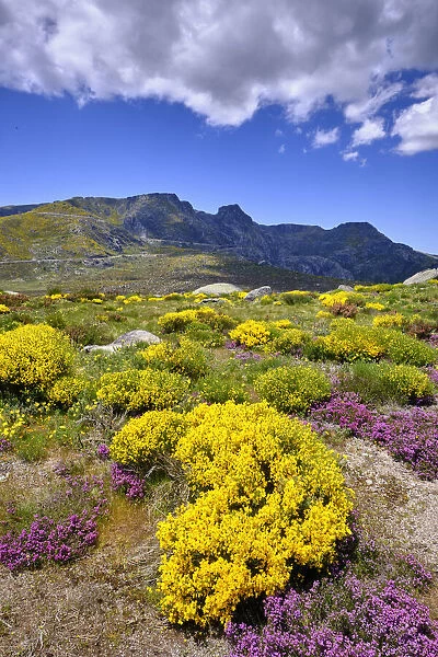 Colourful Spring with Genisteae and heather at the Nave de Santo Antonio. Serra da Estrela Nature Park, Portugal