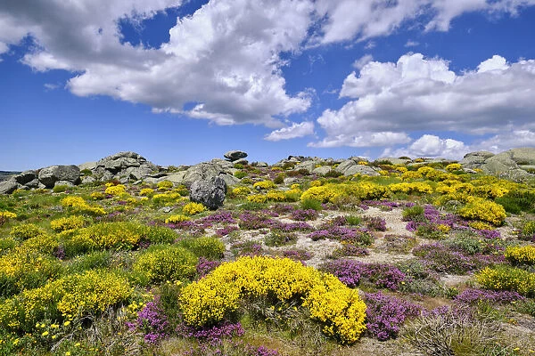 Colourful Spring with Genisteae and heather at the Nave de Santo Antonio. Serra da Estrela Nature Park, Portugal