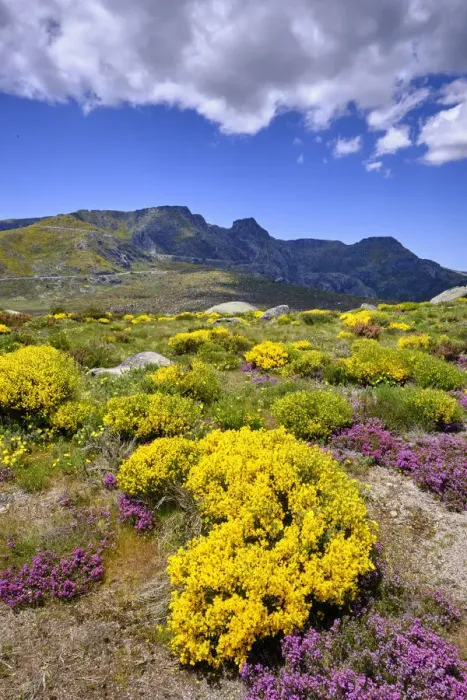 Framed Print : Colourful Spring with Genisteae and heather at the Nave de Santo Antonio. Serra da Estrela Nature Park, Portugal Framed Print : Colourful Spring with Genisteae and heather at the Nave de Santo Antonio. Serra da Estrela Nature Park, Portugal