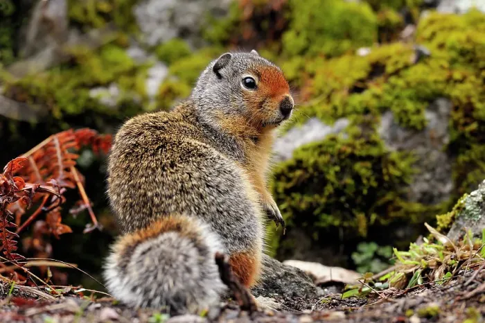Framed Print : Columbia Ground Squirrel (Urocitellus columbianus), Clearwater National Forest, Idaho, USA Framed Print : Columbia Ground Squirrel (Urocitellus columbianus), Clearwater National Forest, Idaho, USA