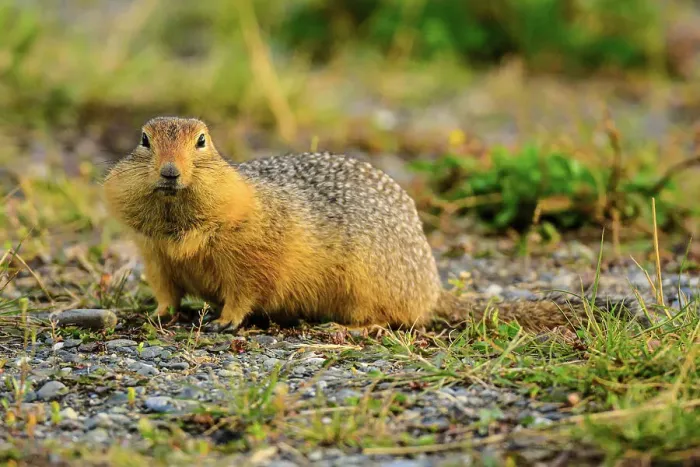 Framed Print : Columbian ground squirrel (Urocitellus columbianus), Haines Junction, Yukon, Canada Framed Print : Columbian ground squirrel (Urocitellus columbianus), Haines Junction, Yukon, Canada