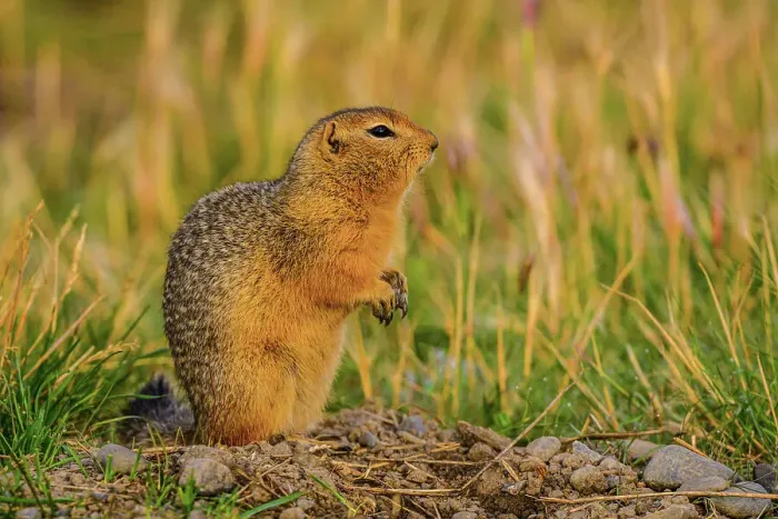 Framed Print : Columbian ground squirrel (Urocitellus columbianus), Haines Junction, Yukon, Canada Framed Print : Columbian ground squirrel (Urocitellus columbianus), Haines Junction, Yukon, Canada