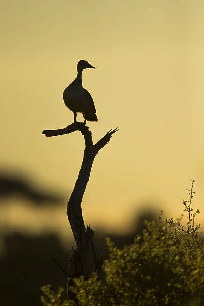 Comb Duck (Sarkidiornis melanotos), Savuti, Botswana, Africa