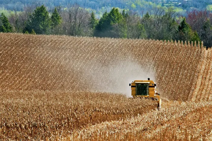 Framed Print : Combine harvesting corn near Thornton, Ontario, Canada Framed Print : Combine harvesting corn near Thornton, Ontario, Canada