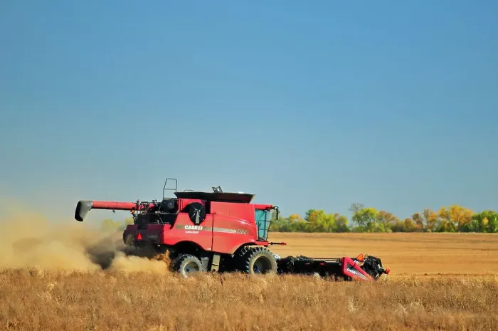 Framed Print : Combining lentils near Abermathy Saskatchewan, Canada Framed Print : Combining lentils near Abermathy Saskatchewan, Canada