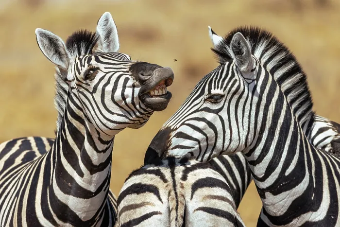 Framed Print : Comic Zebra faces, Moremi Game Reserve, Okavango Delta, Botswana Framed Print : Comic Zebra faces, Moremi Game Reserve, Okavango Delta, Botswana