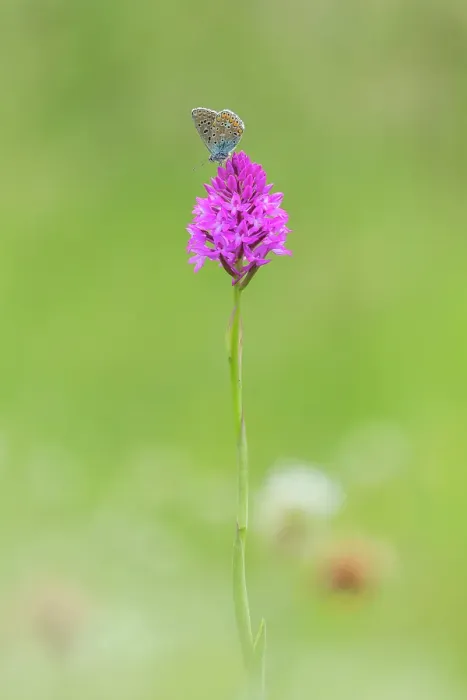Framed Print : Common blue (Polyommatus icarus) butterfly on Pyramidal orchid (Anacamptis pyramidalis) flower, Barro mount, Lecco province, Lombardy, Italy