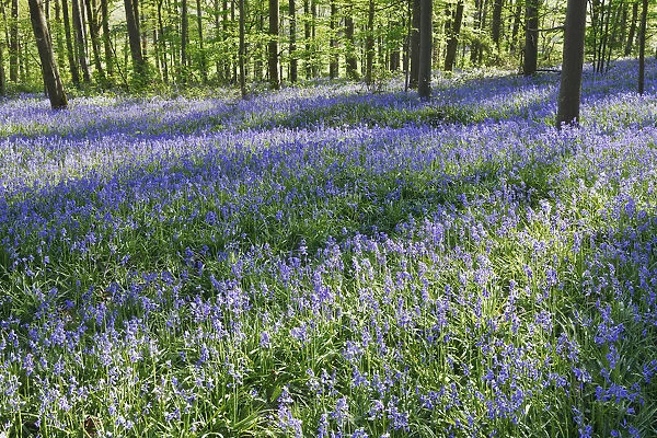 Common bluebell in beech forest - Germany, North Rhine-Westphalia, Cologne, Duren