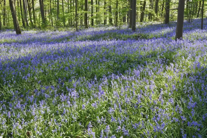 Framed Print : Common bluebell in beech forest - Germany, North Rhine-Westphalia, Cologne, Duren Framed Print : Common bluebell in beech forest - Germany, North Rhine-Westphalia, Cologne, Duren