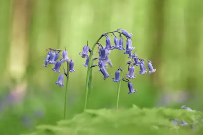 Framed Print : Common bluebell - Belgium, Flanders, Halle, Hallerbos Framed Print : Common bluebell - Belgium, Flanders, Halle, Hallerbos