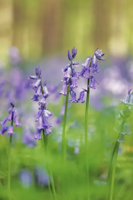 Framed Print : Common bluebell - Belgium, Flanders, Halle, Hallerbos Framed Print : Common bluebell - Belgium, Flanders, Halle, Hallerbos