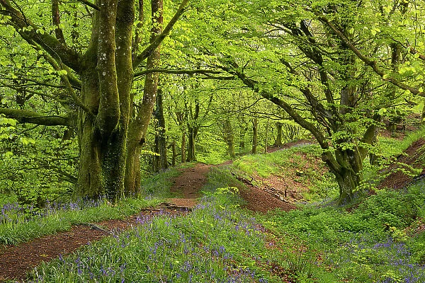 Common bluebells flowering on the ramparts of Hembury Fort, and Iron Age Hillfort near Honiton, Devon. Spring (May) 2023