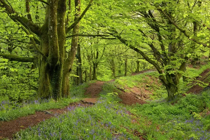 Framed Print : Common bluebells flowering on the ramparts of Hembury Fort, and Iron Age Hillfort near Honiton, Devon. Spring (May) 2023 Framed Print : Common bluebells flowering on the ramparts of Hembury Fort, and Iron Age Hillfort near Honiton, Devon. Spring (May) 2023
