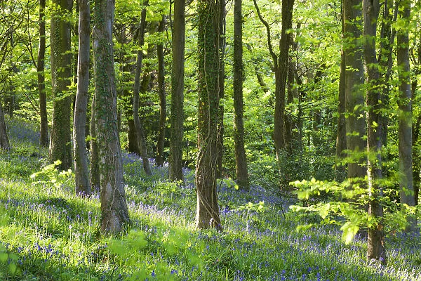 Common bluebells (Hyacinthoides non-scripta) growing in Coed Cefn woods near Crickhowell