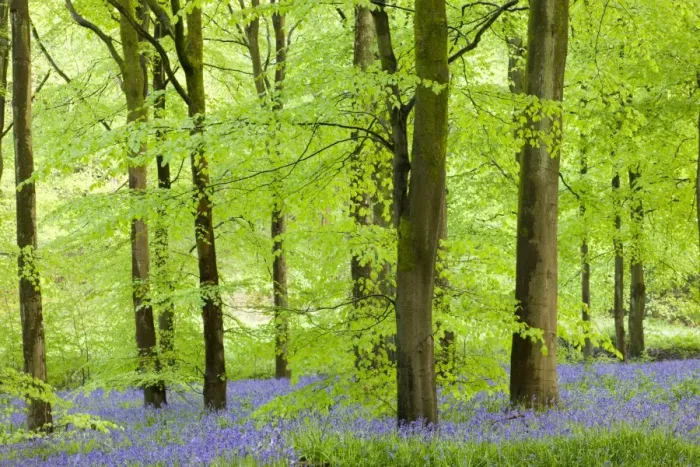 Framed Print : Common Bluebells (Hyacinthoides non-scripta) flowering in a beech wood, West Woods