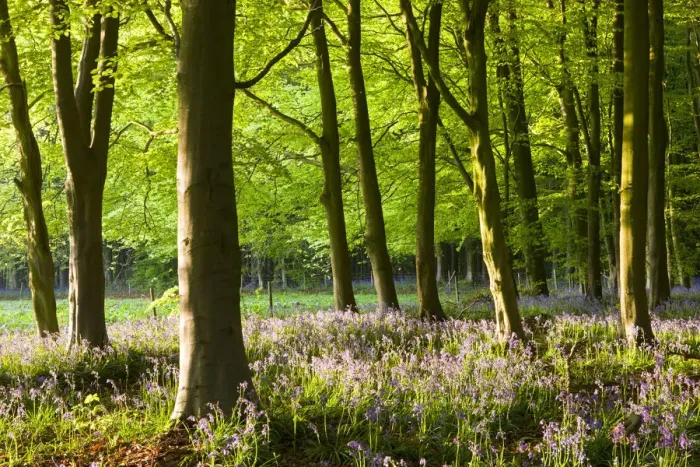 Framed Print : Common Bluebells (Hyacinthoides non-scripta) flowering in a beech wood, West Woods Framed Print : Common Bluebells (Hyacinthoides non-scripta) flowering in a beech wood, West Woods