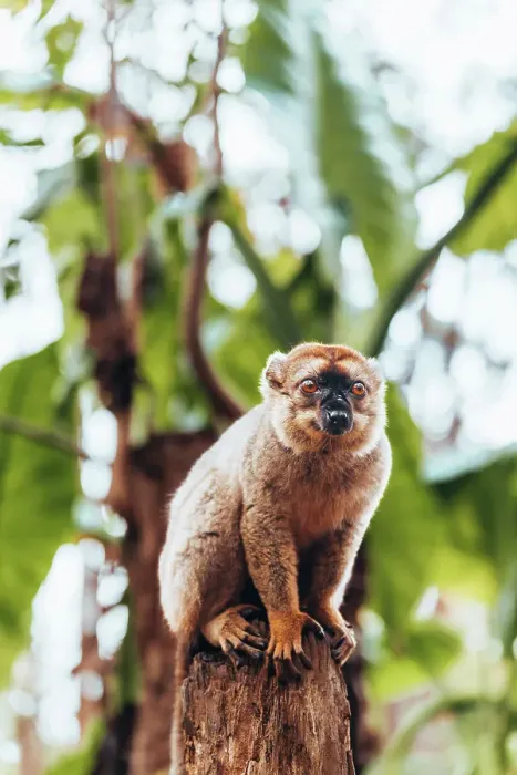 Framed Print : Common Brown Lemur on a tree stump. Madagascar, Africa Framed Print : Common Brown Lemur on a tree stump. Madagascar, Africa