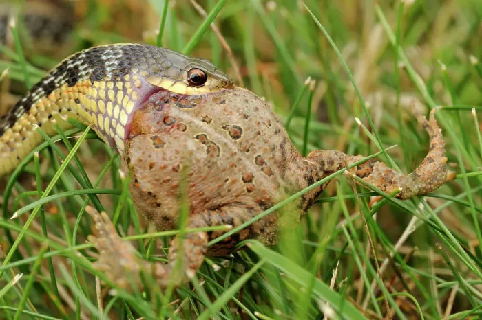 Framed Print : Common garter snake (Thamnophis sirtalis) swallowing toad on lawn, Greater Sudbury, Ontario, Canada