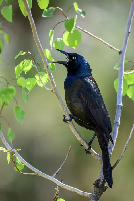 Framed Print : Common grackle (Quiscalus quiscula), Greater Sudbury, Ontario, Canada Framed Print : Common grackle (Quiscalus quiscula), Greater Sudbury, Ontario, Canada