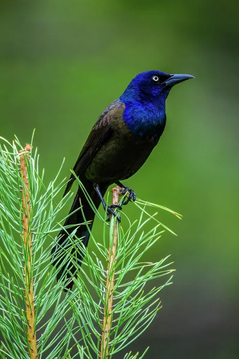Framed Print : Common grackle (Quiscalus quiscula), Greater Sudbury, Ontario, Canada Framed Print : Common grackle (Quiscalus quiscula), Greater Sudbury, Ontario, Canada