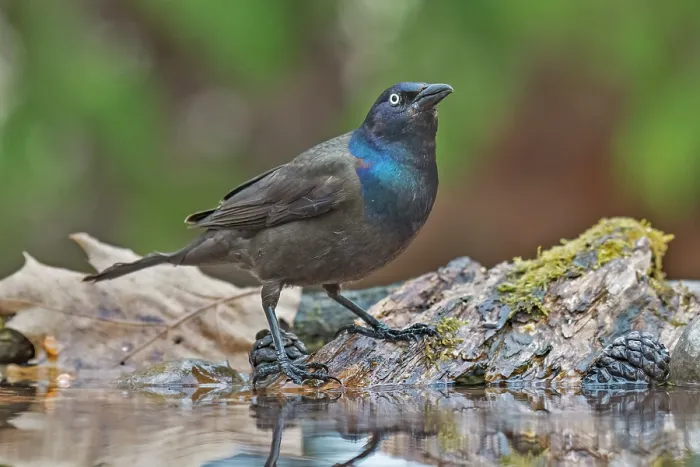 Framed Print : Common Grackle (Quiscalus quiscula) at small pond, Thornton, Ontario, Canada