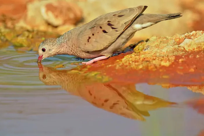 Framed Print : Common Ground Dove (Columbina passerina), Rio Grande City, Texas, USA Framed Print : Common Ground Dove (Columbina passerina), Rio Grande City, Texas, USA