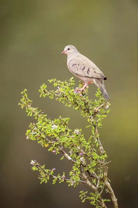 Framed Print : Common Ground Dove (Columbina passerina), Santa Clara Ranch, Starr County, Texas, USA Framed Print : Common Ground Dove (Columbina passerina), Santa Clara Ranch, Starr County, Texas, USA