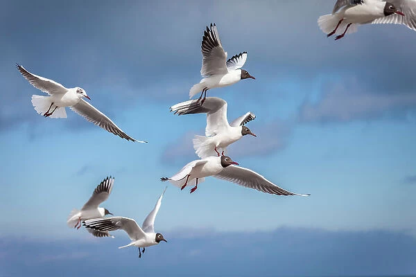 Common gulls (Larus canus) in flight at the Prerow pier, Mecklenburg-Western Pomerania, Baltic Sea, Northern Germany, Germany
