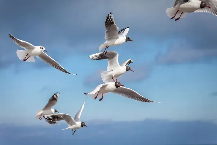 Framed Print : Common gulls (Larus canus) in flight at the Prerow pier, Mecklenburg-Western Pomerania, Baltic Sea, Northern Germany, Germany Framed Print : Common gulls (Larus canus) in flight at the Prerow pier, Mecklenburg-Western Pomerania, Baltic Sea, Northern Germany, Germany