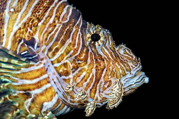 Framed Print : Common Lionfish (Pterois miles) - aquarium specimen, Ontario, Canada Framed Print : Common Lionfish (Pterois miles) - aquarium specimen, Ontario, Canada