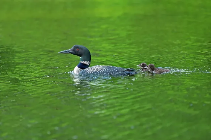 Framed Print : Common loon with chicks on Snake Island Lake ( Cassels Lake) Temagami, Ontario, Canada Framed Print : Common loon with chicks on Snake Island Lake ( Cassels Lake) Temagami, Ontario, Canada