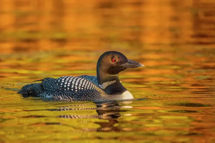 Framed Print : Common Loon (Gavia immer) and autumn reflections, Muskoka, Ontario, Canada Framed Print : Common Loon (Gavia immer) and autumn reflections, Muskoka, Ontario, Canada