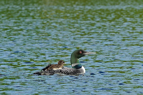 Common loon (Gavia immer) with chick on Cassels Lake Temagami, Ontario, Canada