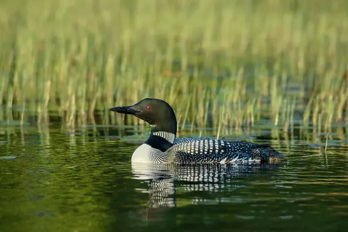 Framed Print : Common Loon (Gavia immer), on Horseshoe Lake, Muskoka, Ontario, Canada Framed Print : Common Loon (Gavia immer), on Horseshoe Lake, Muskoka, Ontario, Canada