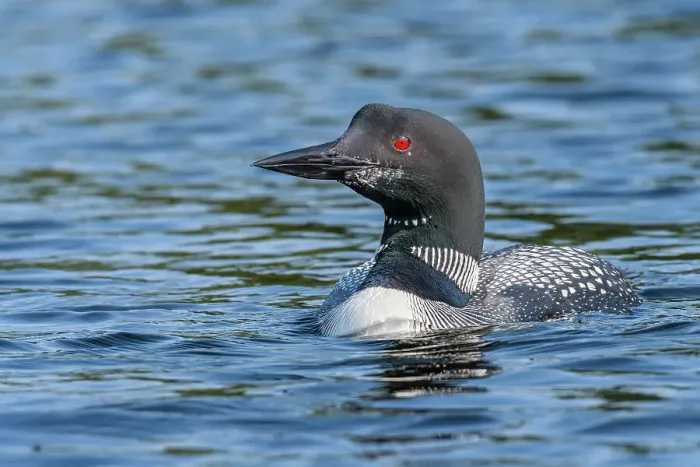 Framed Print : Common Loon (Gavia immer), Horseshoe Lake, Parry Sound, Ontario, Canada Framed Print : Common Loon (Gavia immer), Horseshoe Lake, Parry Sound, Ontario, Canada