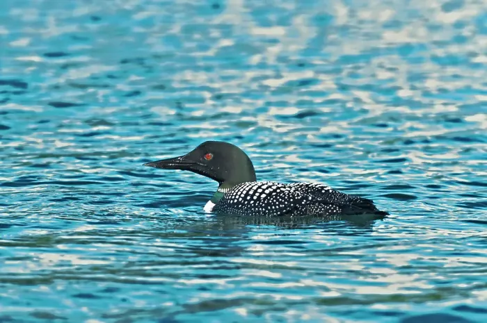 Framed Print : Common loon (Gavia immer) on Killarney Lake Killarney Provincial Park, Ontario, Canada Framed Print : Common loon (Gavia immer) on Killarney Lake Killarney Provincial Park, Ontario, Canada