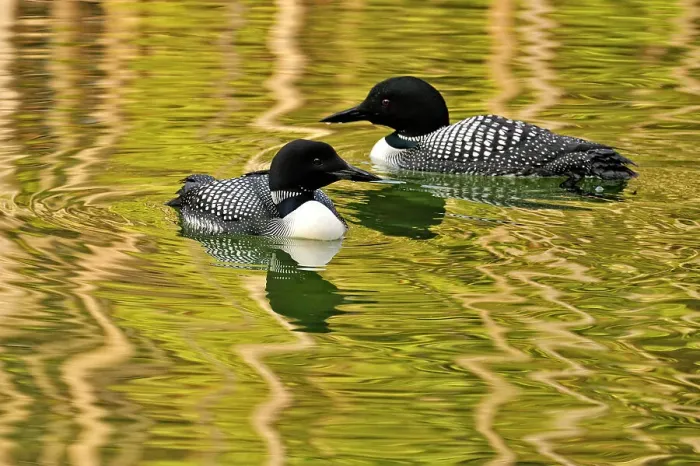 Framed Print : Common loon (Gavia immer) Loafing on Herbert Lake, Banff NP, Alberta, Canada, Banff NP, Alberta, Canada Framed Print : Common loon (Gavia immer) Loafing on Herbert Lake, Banff NP, Alberta, Canada, Banff NP, Alberta, Canada