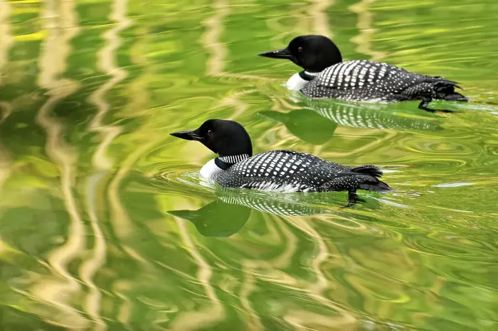 Framed Print : Common loon (Gavia immer) Loafing on Herbert Lake, Banff NP, Alberta, Canada, Banff NP, Alberta, Canada