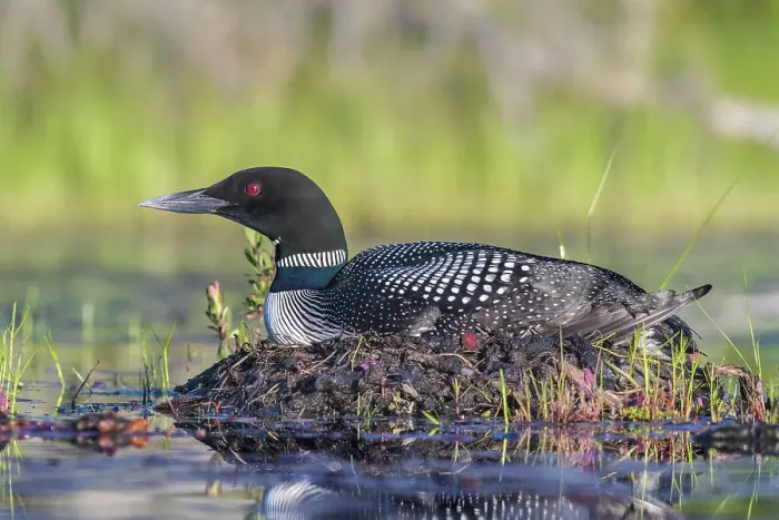 Framed Print : Common Loon (Gavia immer) at nest, Algonquin Provincial Park, Ontario, Canada Framed Print : Common Loon (Gavia immer) at nest, Algonquin Provincial Park, Ontario, Canada