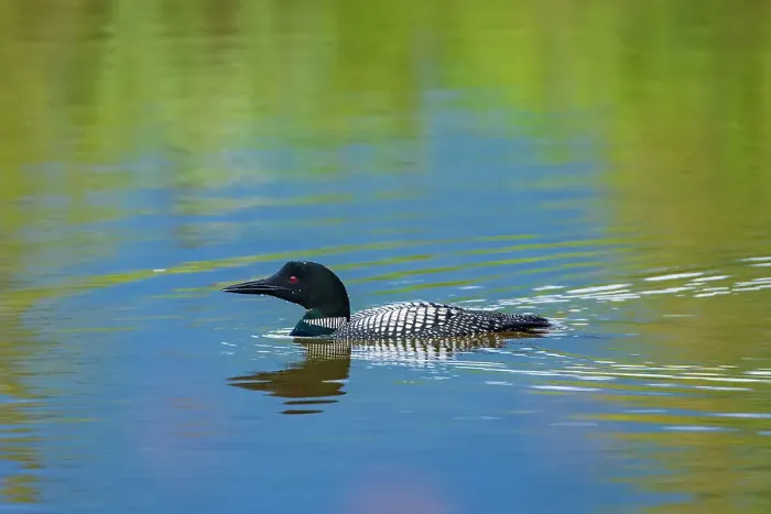Framed Print : Common loon (Gavia immer) in Vermilion Lakes Banff National Park, Alberta, Canada Framed Print : Common loon (Gavia immer) in Vermilion Lakes Banff National Park, Alberta, Canada