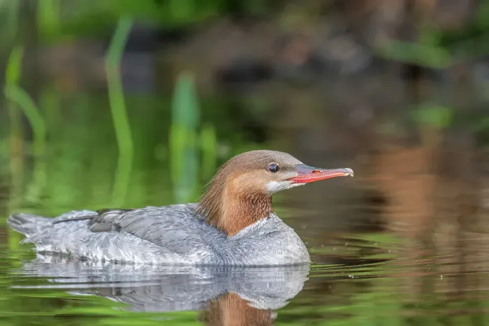 Framed Print : Common Merganser (Mergus merganser), Horseshoe Lake, Parry Sound, Ontario, Canada Framed Print : Common Merganser (Mergus merganser), Horseshoe Lake, Parry Sound, Ontario, Canada