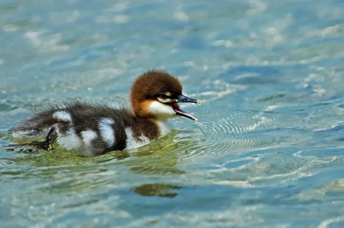 Framed Print : Common merganser (Mergus merganser) chick on Lake Mindemoya near West Bay on Manitoulin Island, Ontario, Canada Framed Print : Common merganser (Mergus merganser) chick on Lake Mindemoya near West Bay on Manitoulin Island, Ontario, Canada