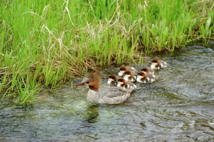 Framed Print : Common merganser (Mergus merganser) Hen and brood in Firehole River, Yellowstone NP, Wyoming, USA Framed Print : Common merganser (Mergus merganser) Hen and brood in Firehole River, Yellowstone NP, Wyoming, USA