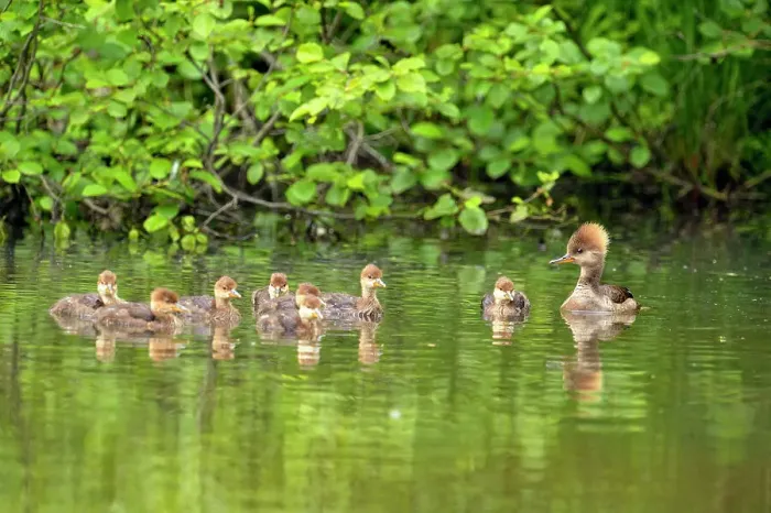 Framed Print : Common merganser (Mergus merganser) Mother and ducklings, Minnesota Wildlife Connection, Sandstone, Minnesota, USA