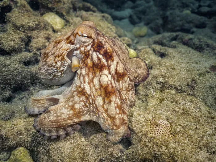 Framed Print : Common Octopus (Octopus vulgaris), Grand Cayman, Cayman Islands, British West Indies Framed Print : Common Octopus (Octopus vulgaris), Grand Cayman, Cayman Islands, British West Indies
