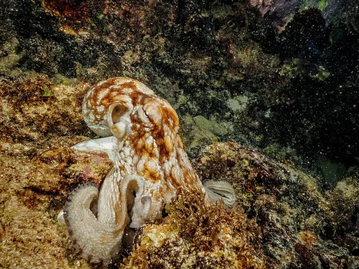 Framed Print : Common Octopus (Octopus vulgaris), Grand Cayman, Cayman Islands, British West Indies Framed Print : Common Octopus (Octopus vulgaris), Grand Cayman, Cayman Islands, British West Indies