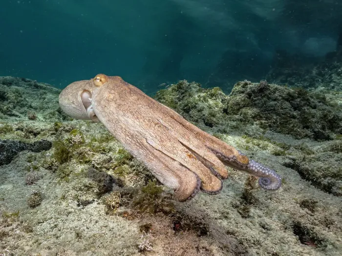 Framed Print : Common Octopus (Octopus vulgaris), Grand Cayman, Cayman Islands, British West Indies Framed Print : Common Octopus (Octopus vulgaris), Grand Cayman, Cayman Islands, British West Indies