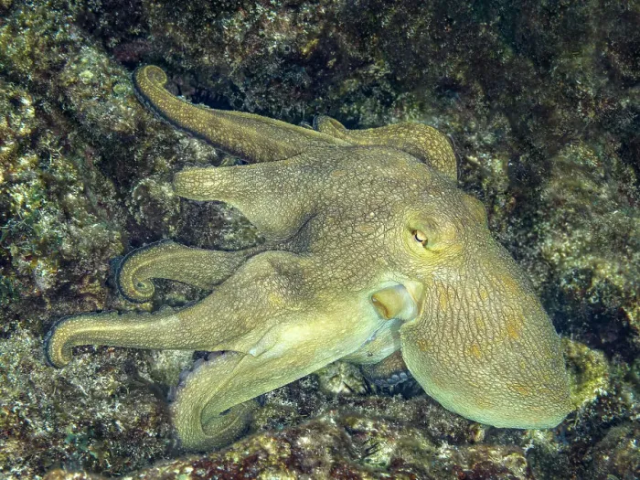 Framed Print : Common Octopus (Octopus vulgaris), Grand Cayman, Cayman Islands, British West Indies Framed Print : Common Octopus (Octopus vulgaris), Grand Cayman, Cayman Islands, British West Indies